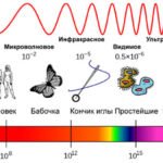 Частоты вибраций биологических объектов
